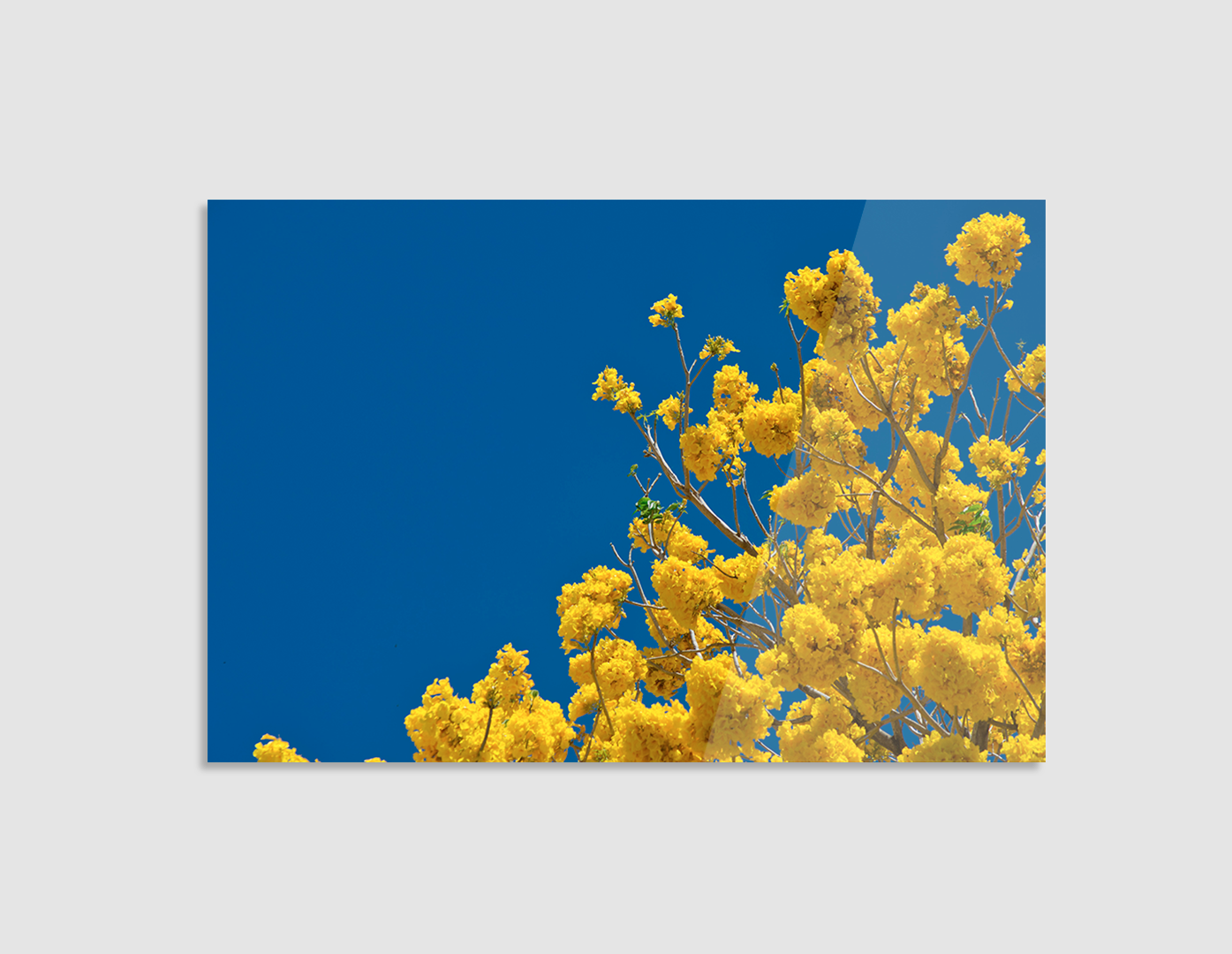 FLORES AMARILLAS