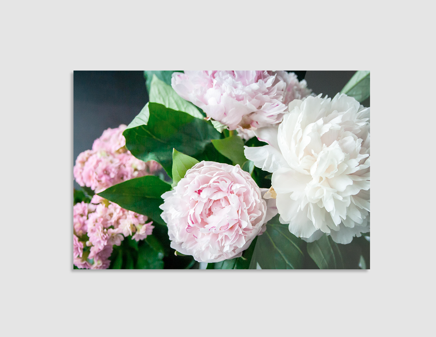 PEONIAS