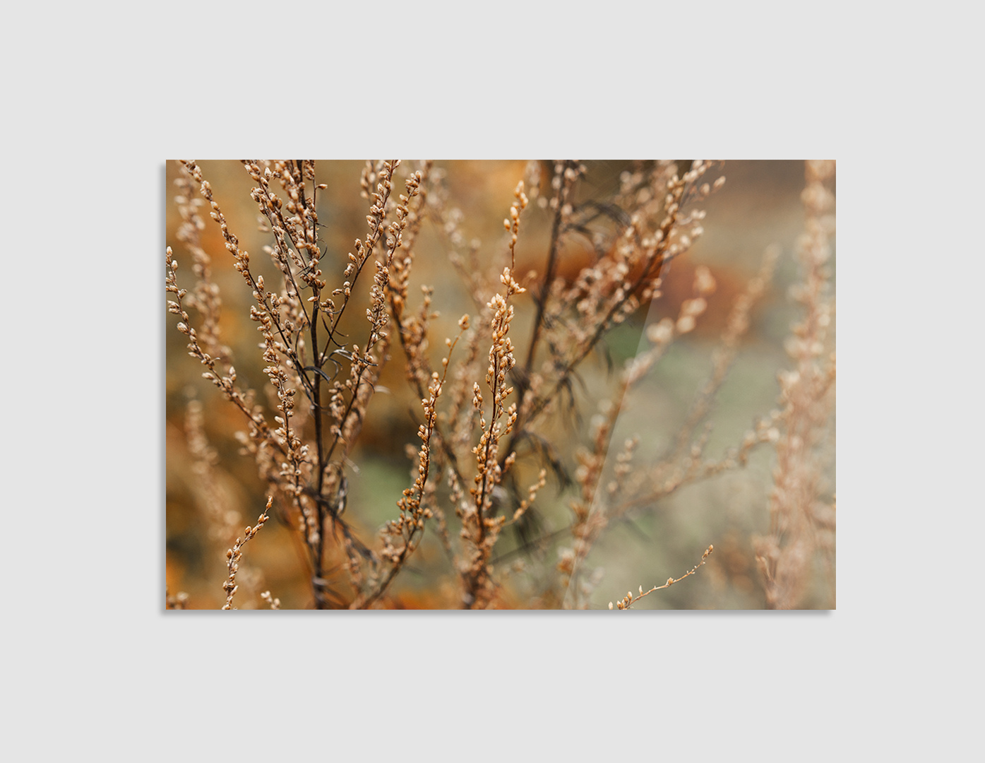 FLORES DEL BOSQUE