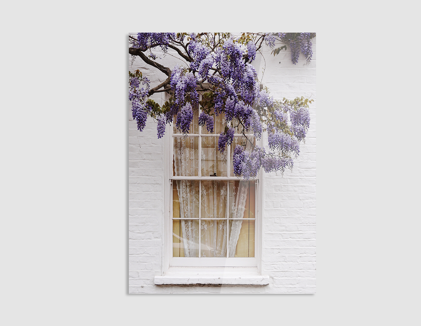 JACARANDAS POR LA VENTANA