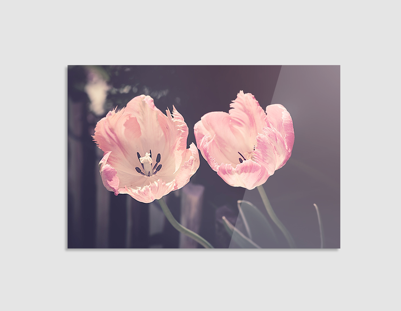 TULIPANES PASTEL