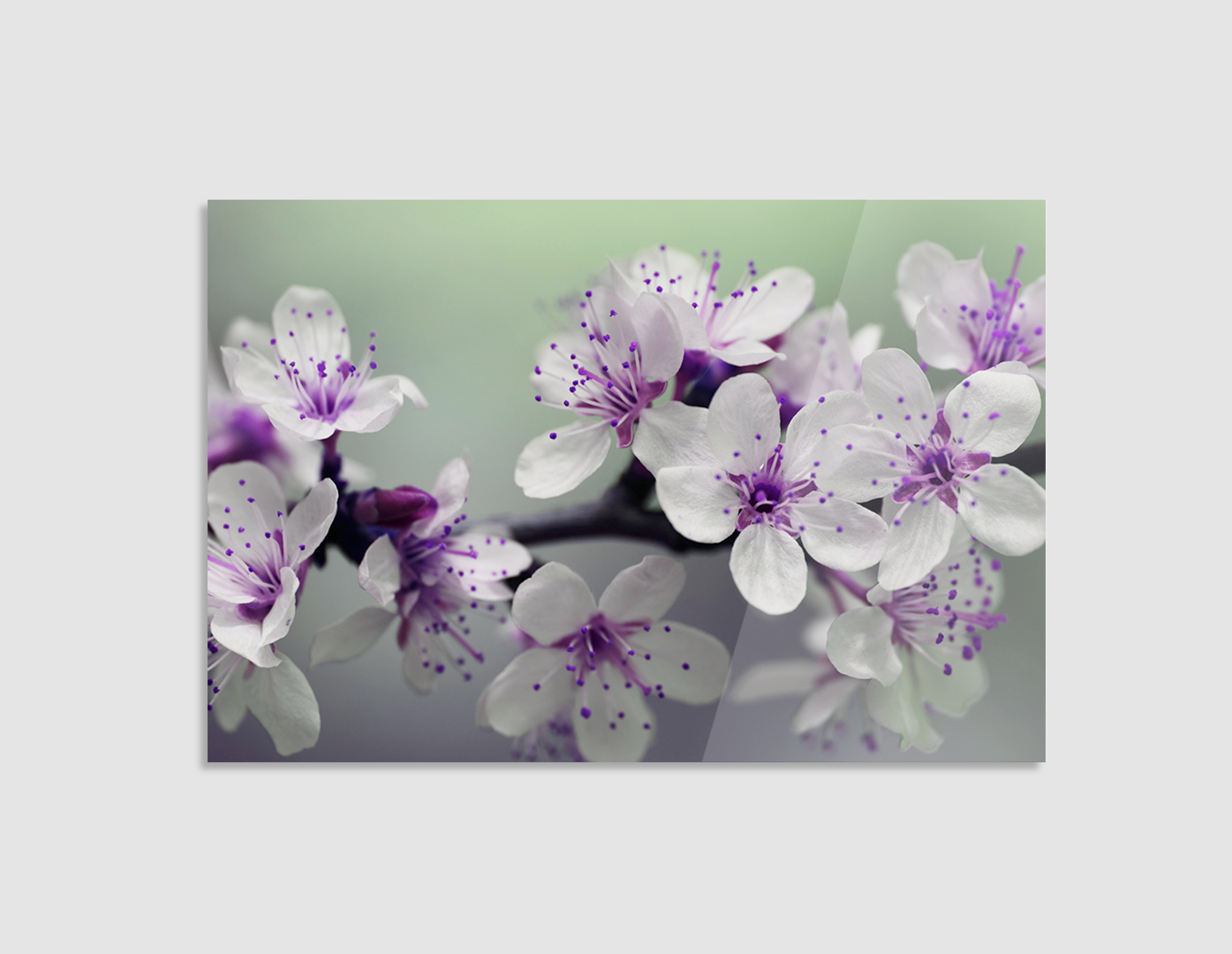 SAKURA MORADAS