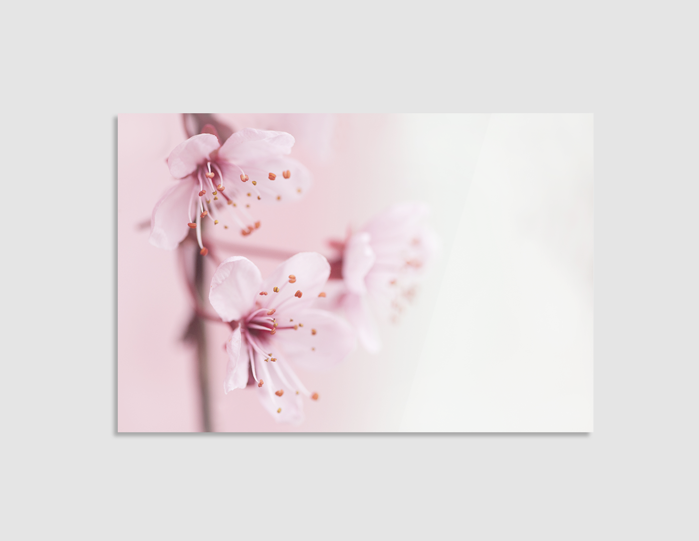 SAKURA ROSAS