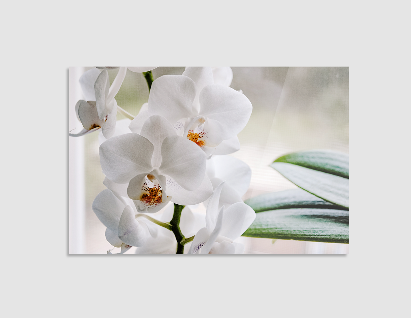 ORQUÍDEAS BLANCAS