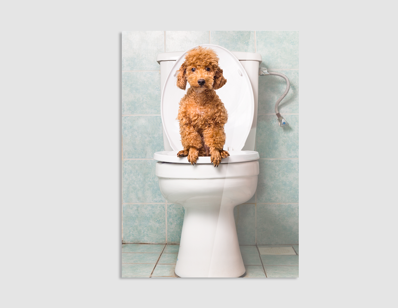 PODDLE EN EL BAÑO