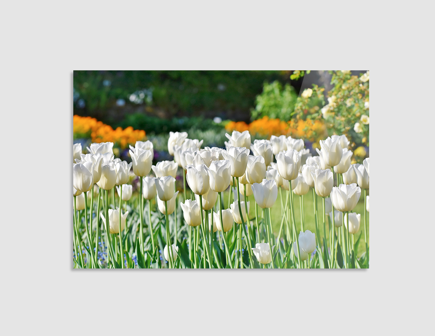 TULIPANES BLANCOS