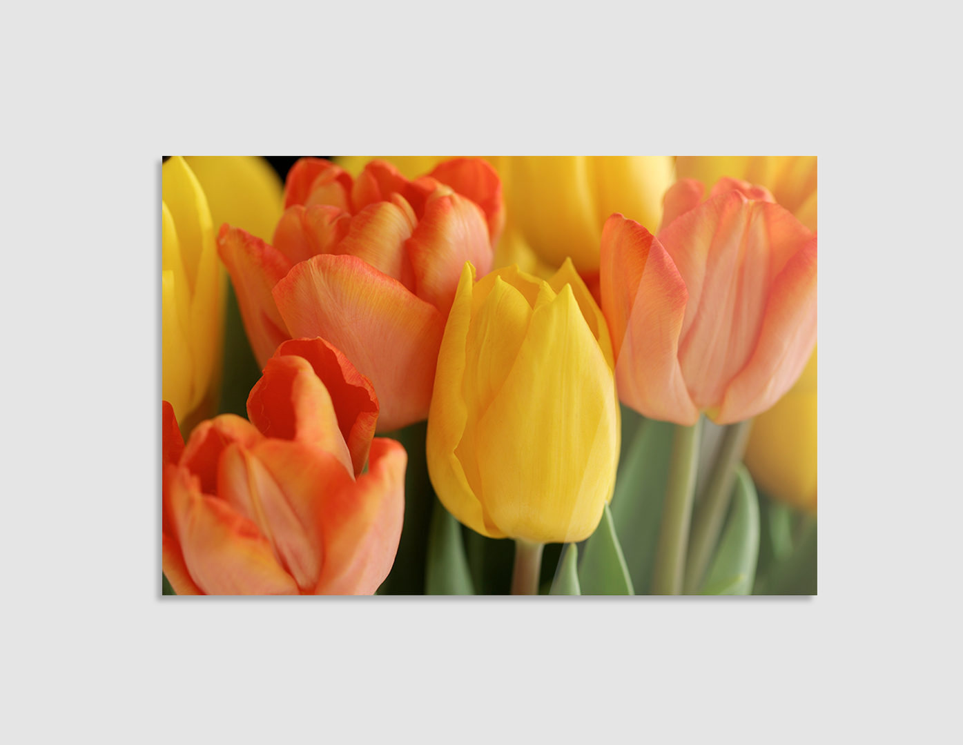 TULIPANES AMARILLOS Y NARANJAS