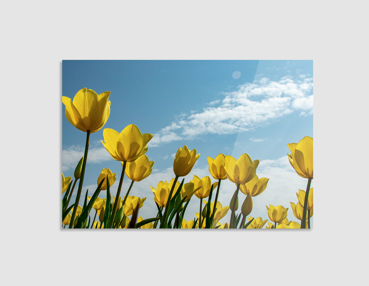 TULIPANES AMARILLOS