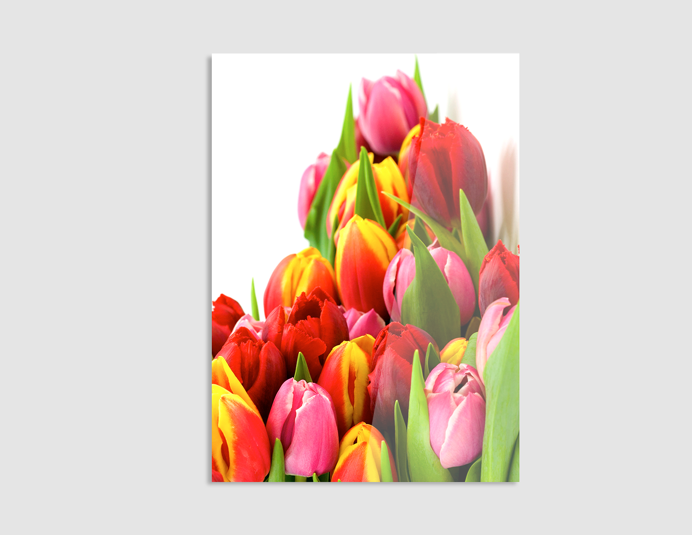TULIPANES DE COLORES