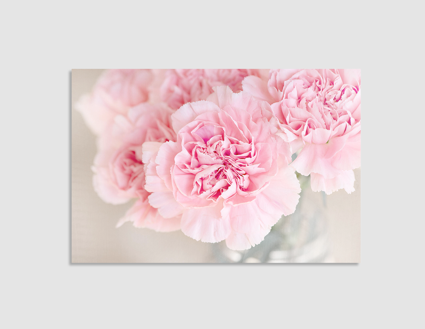 CLAVEL ROSA