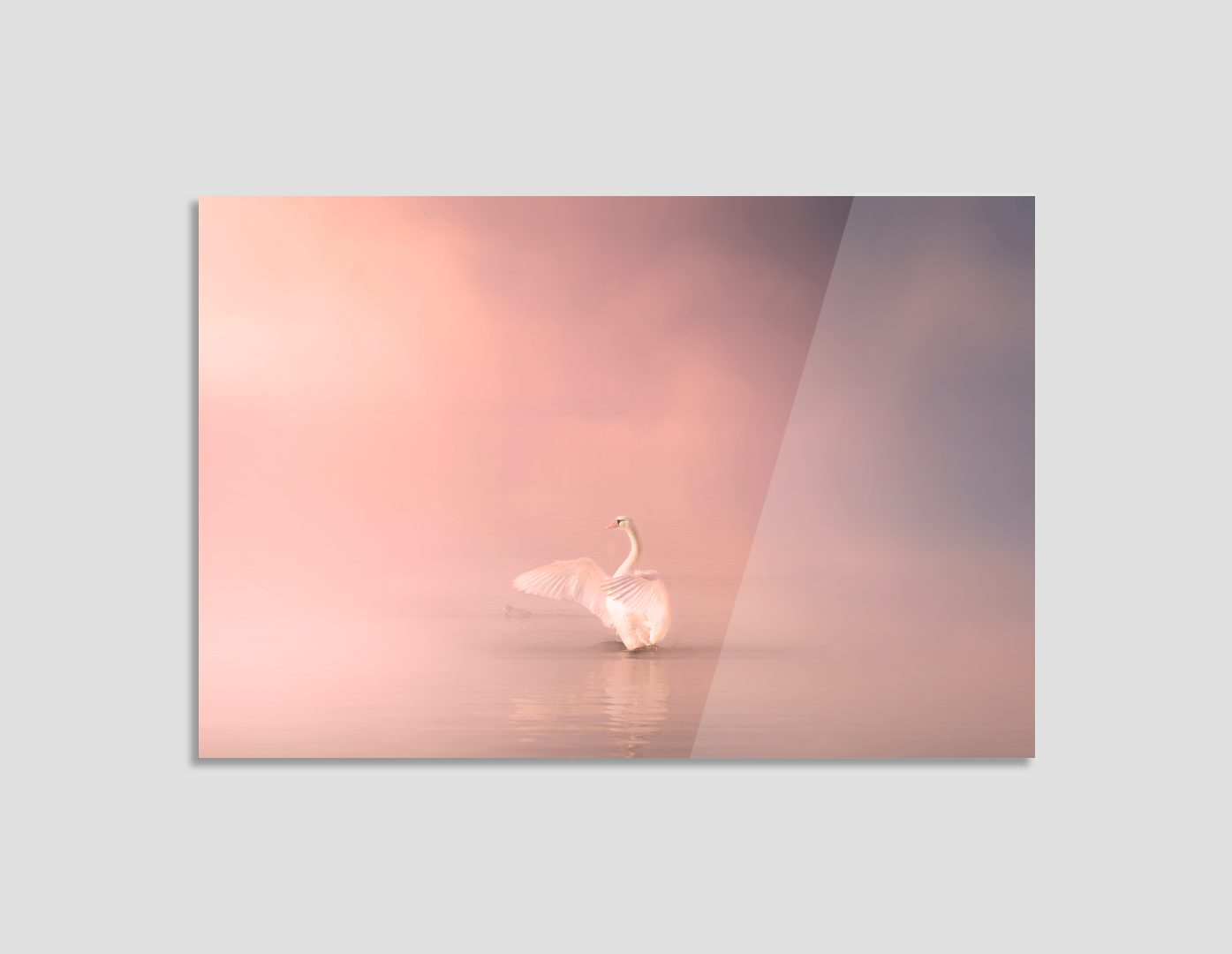 CISNE