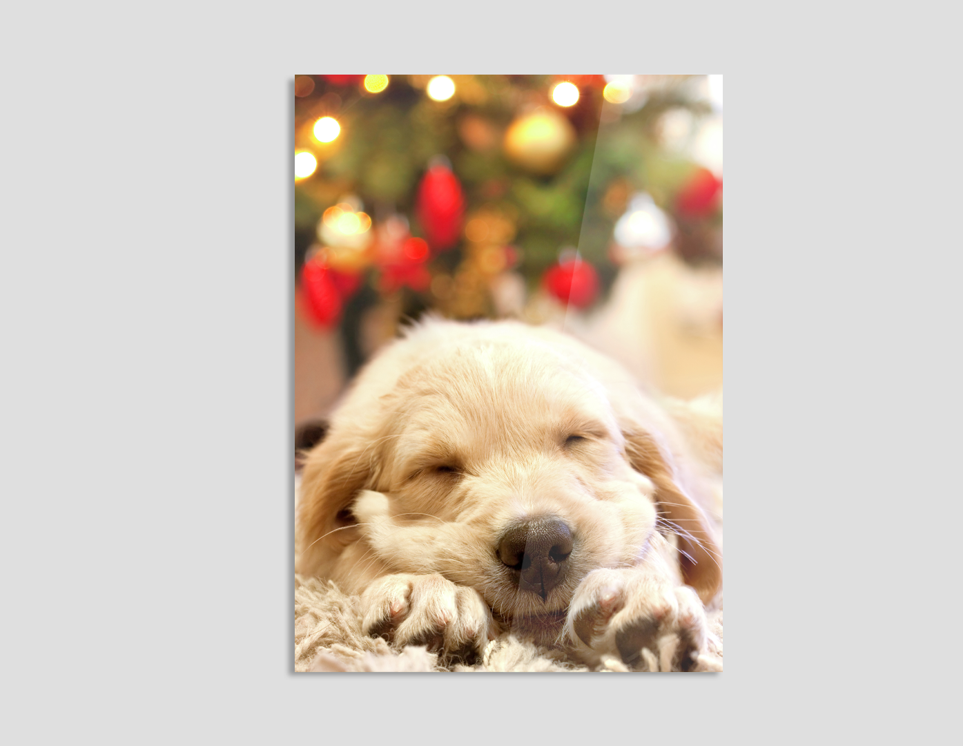 LABRADOR BEBÉ DORMIDO