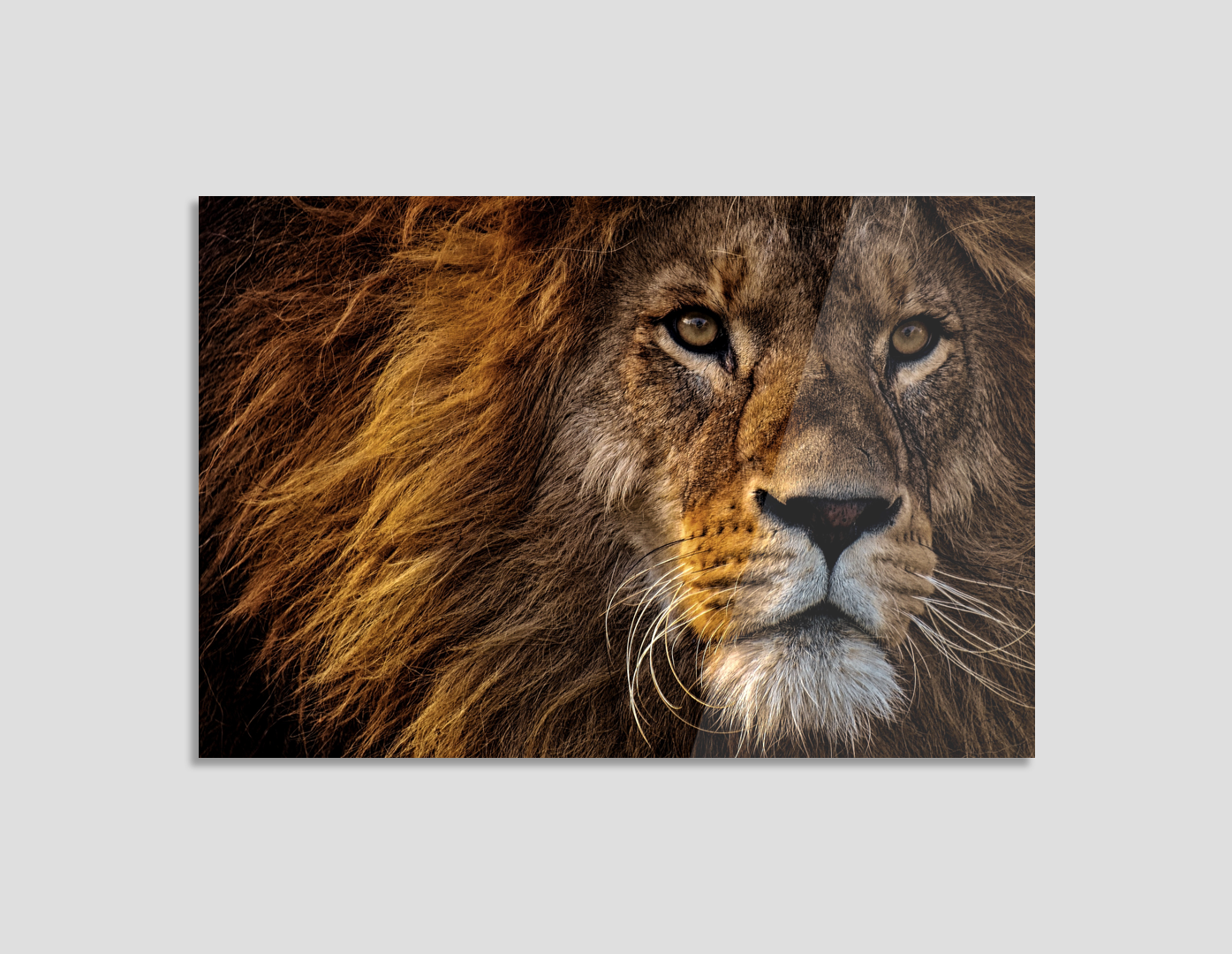 ROSTRO DE LEÓN CON MELENA