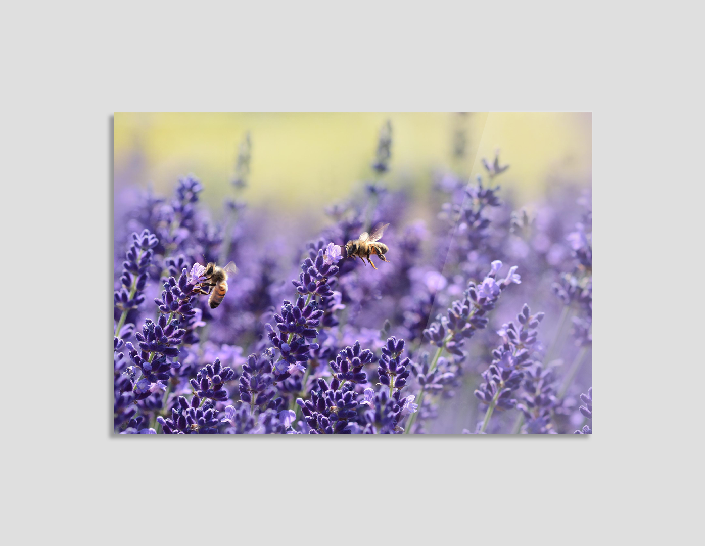 ABEJAS EN CAMPO DE LAVANDAS