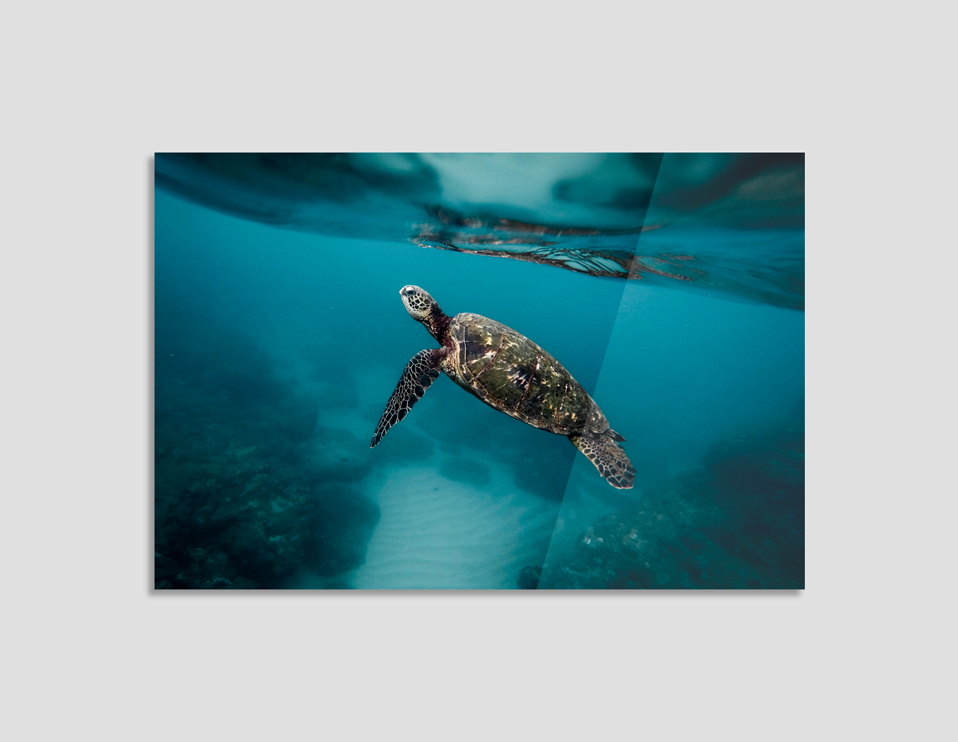 TORTUGA