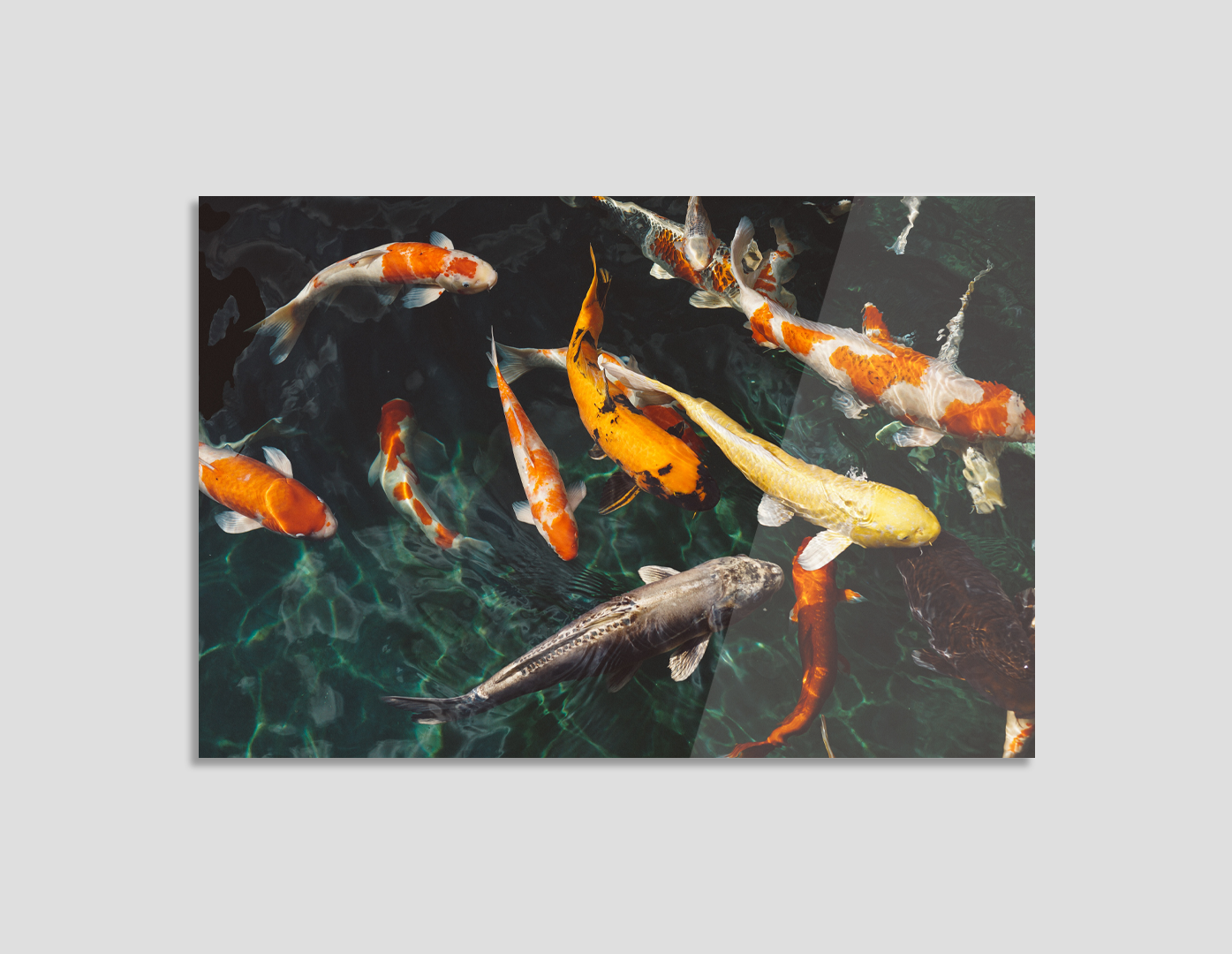 PECES KOI