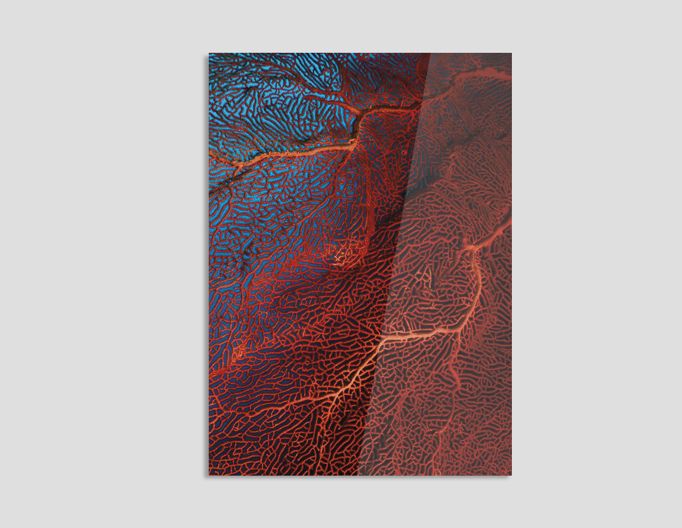 CORAL ROJO DEL MEDITERRÁNEO