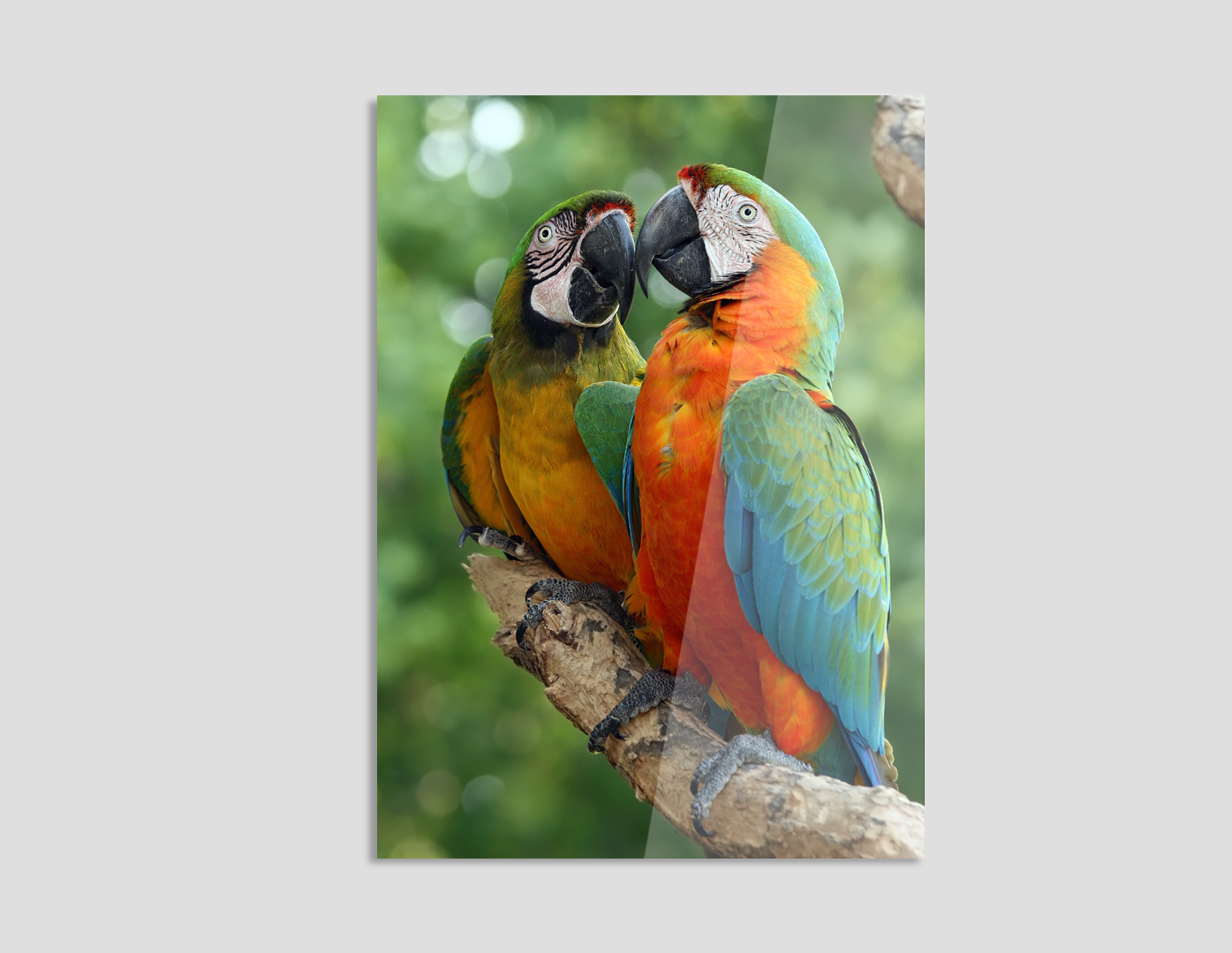 GUACAMAYAS