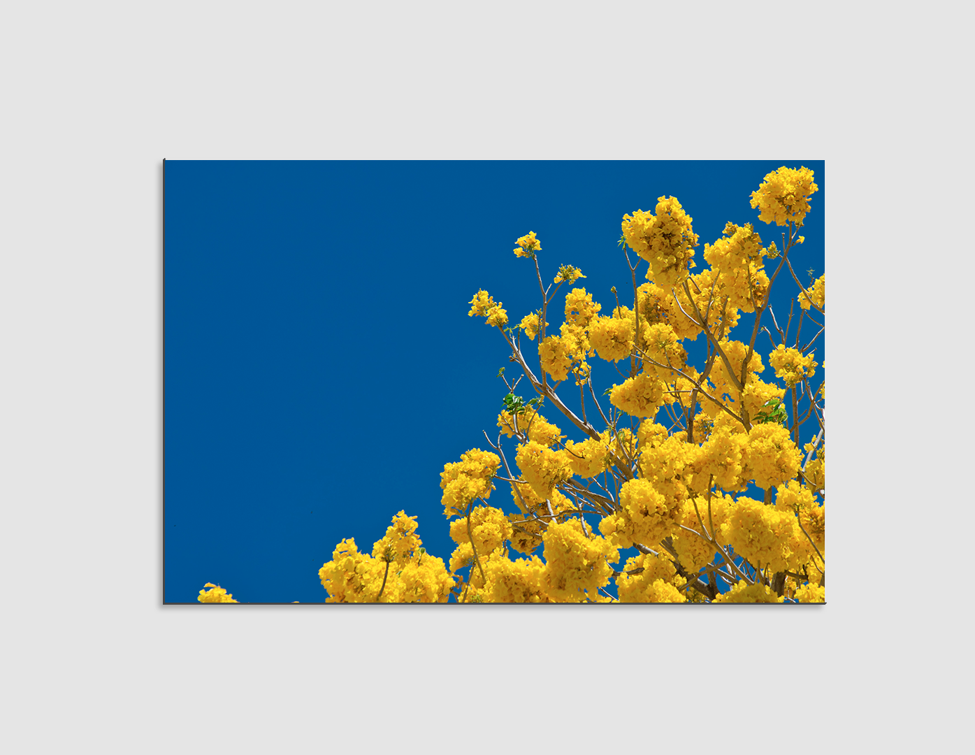 FLORES AMARILLAS