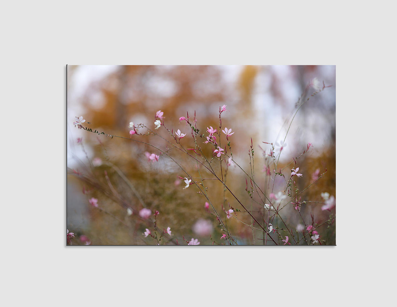 FLORES SILVESTRES ROSAS