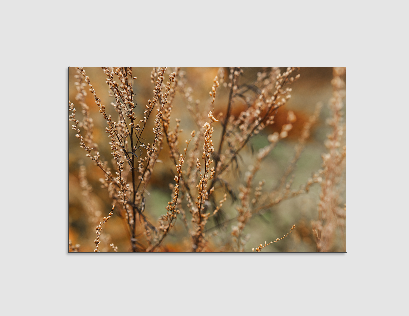 FLORES DEL BOSQUE