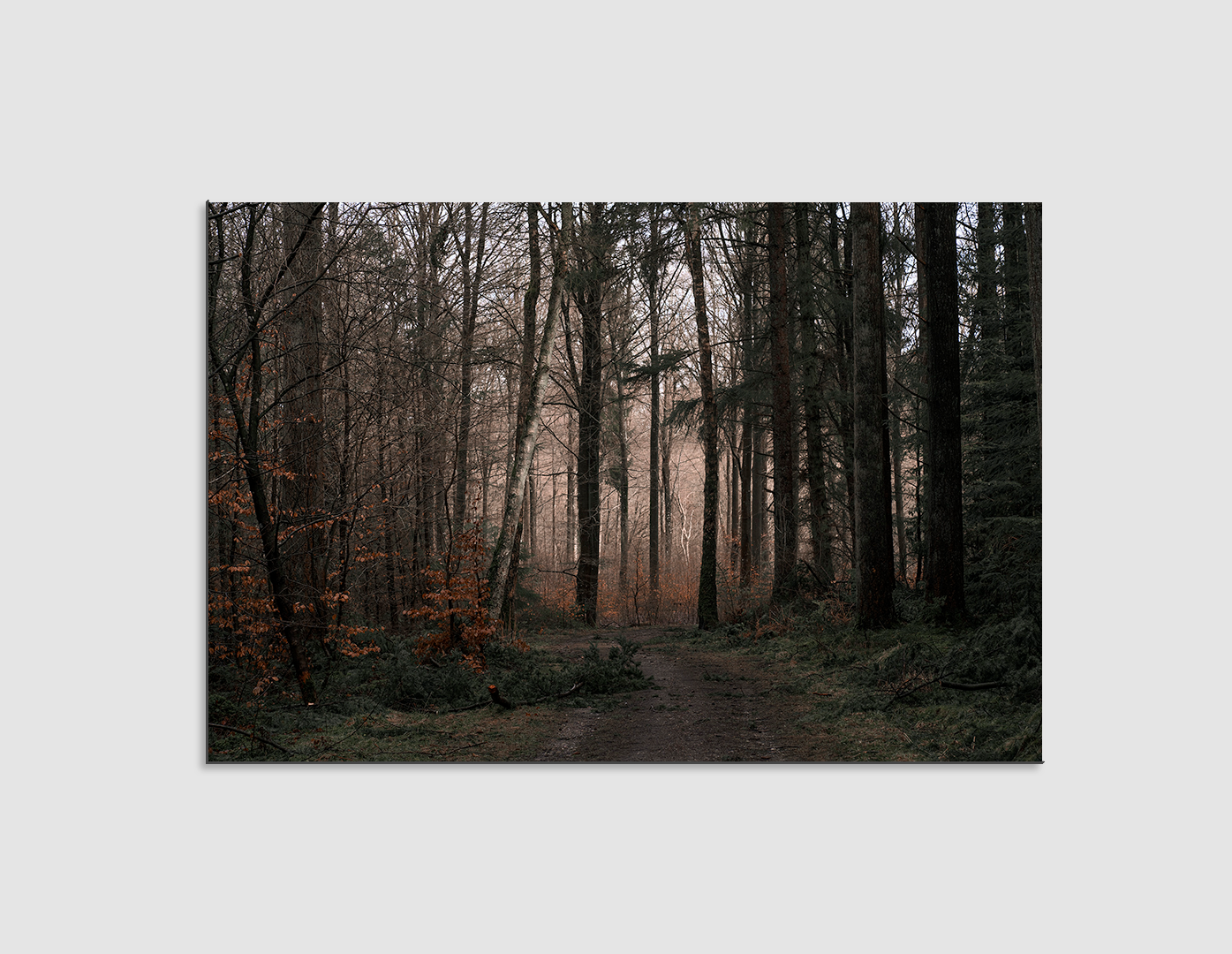 BOSQUE