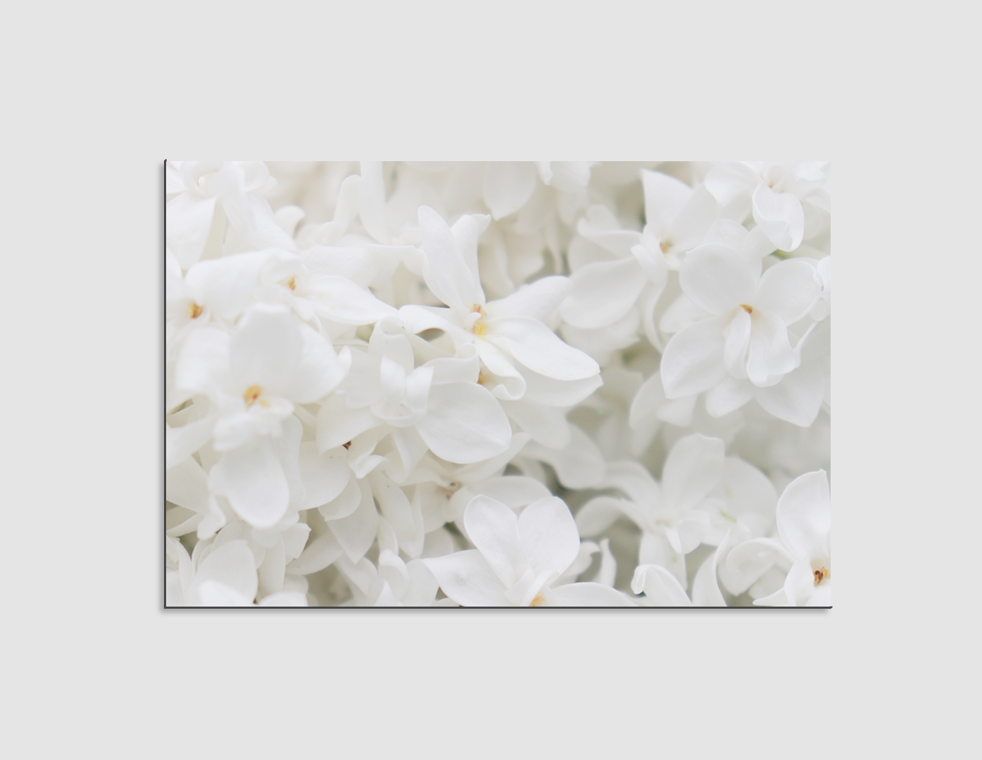 LILAS BLANCAS