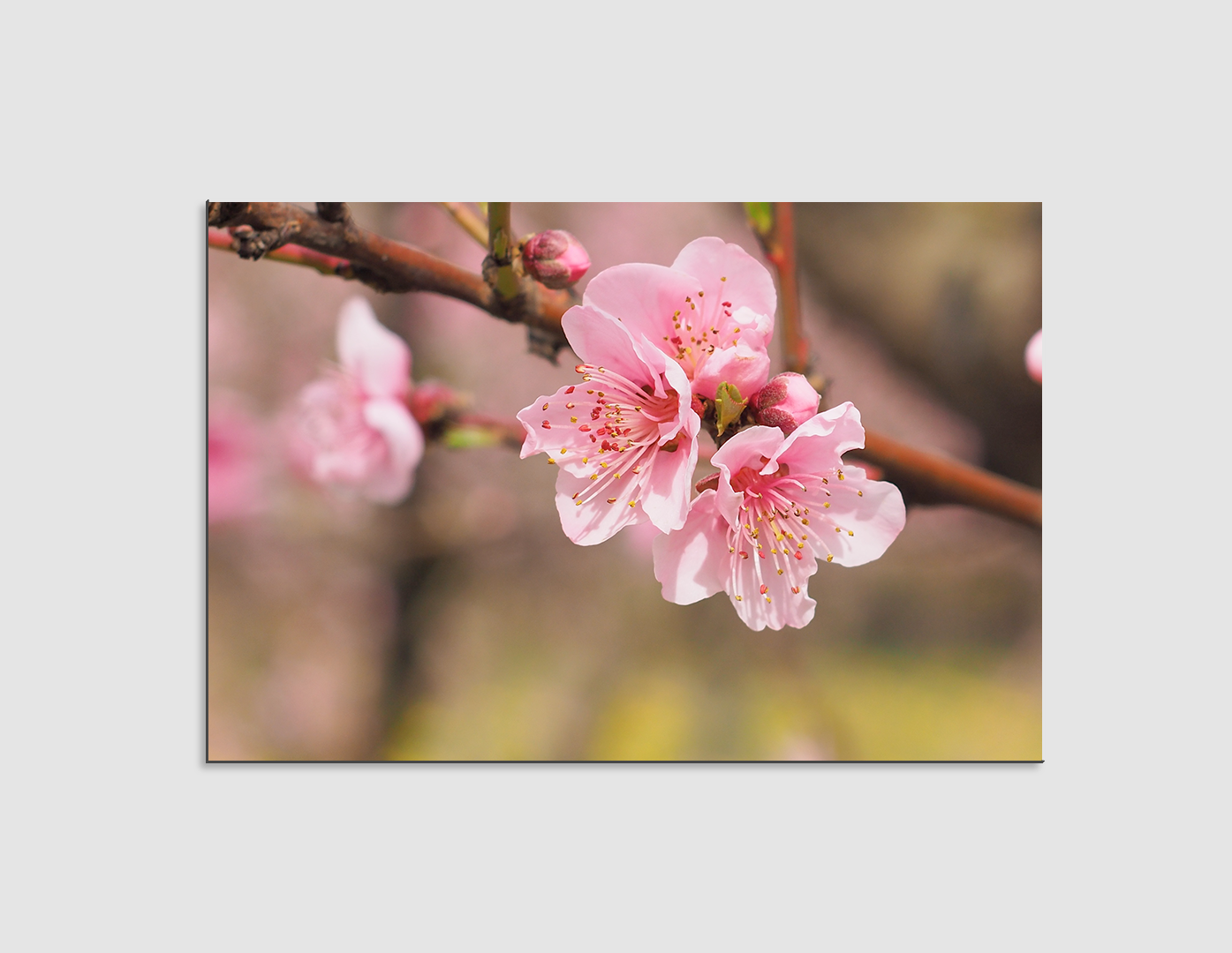 FLOR DE SAKURA