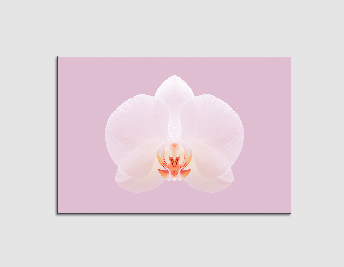 ORQUÍDEAS