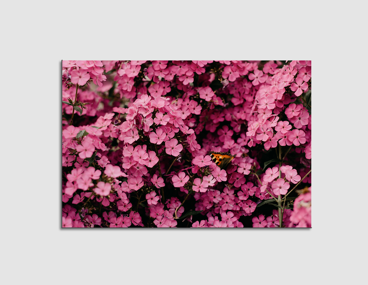FLORACIÓN