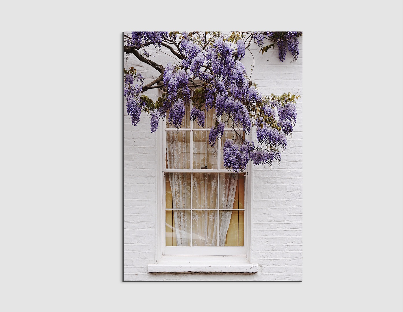 JACARANDAS POR LA VENTANA
