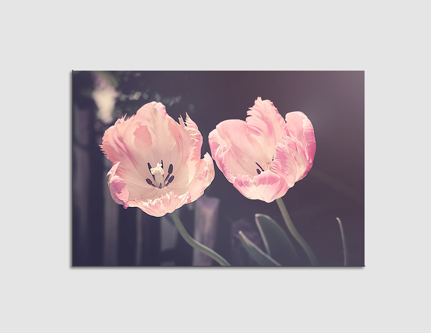 TULIPANES PASTEL