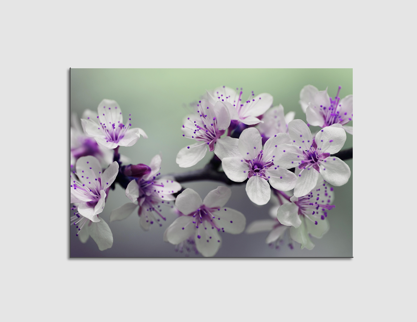 SAKURA MORADAS