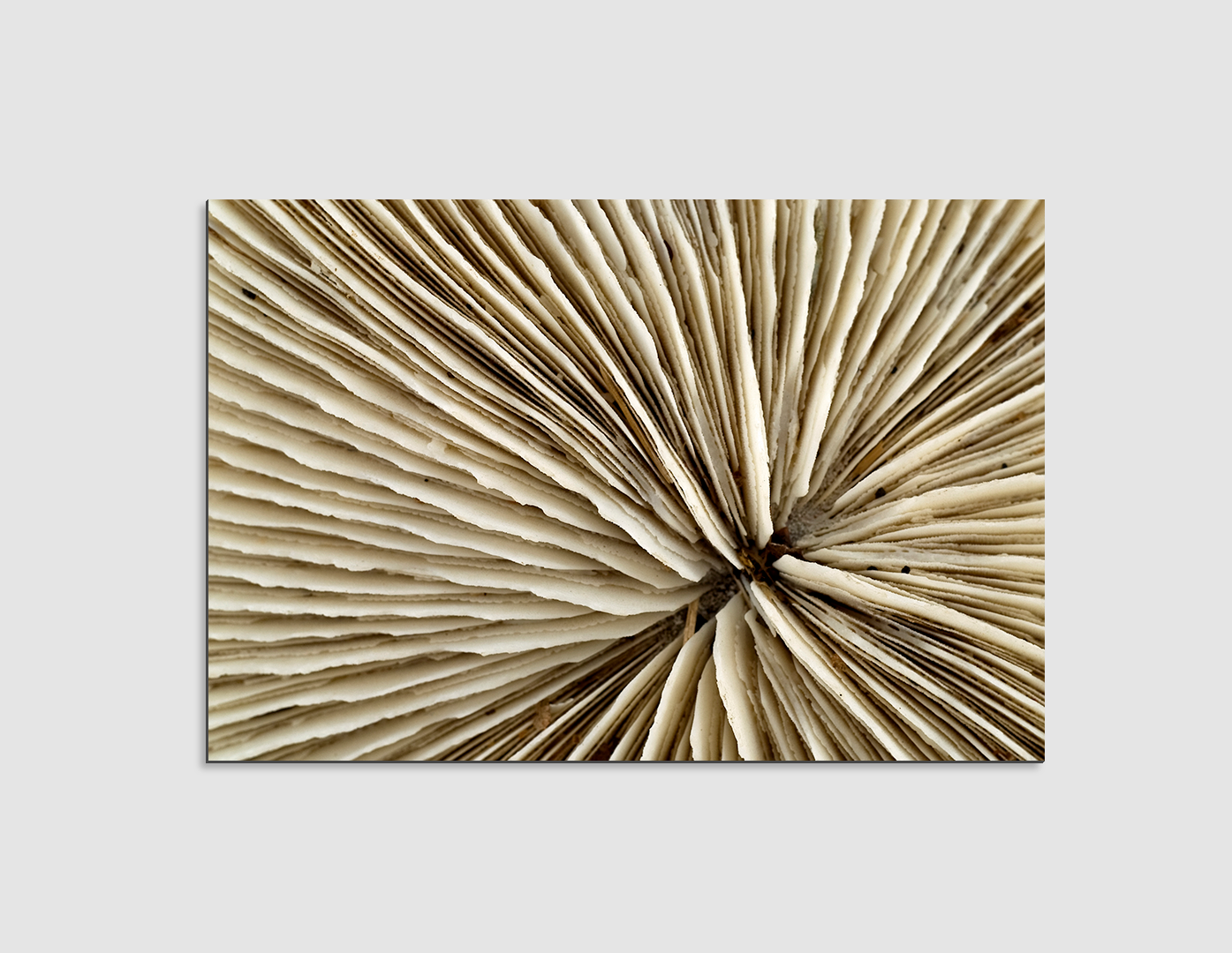 ESQUELETO DE CORAL BLANCO