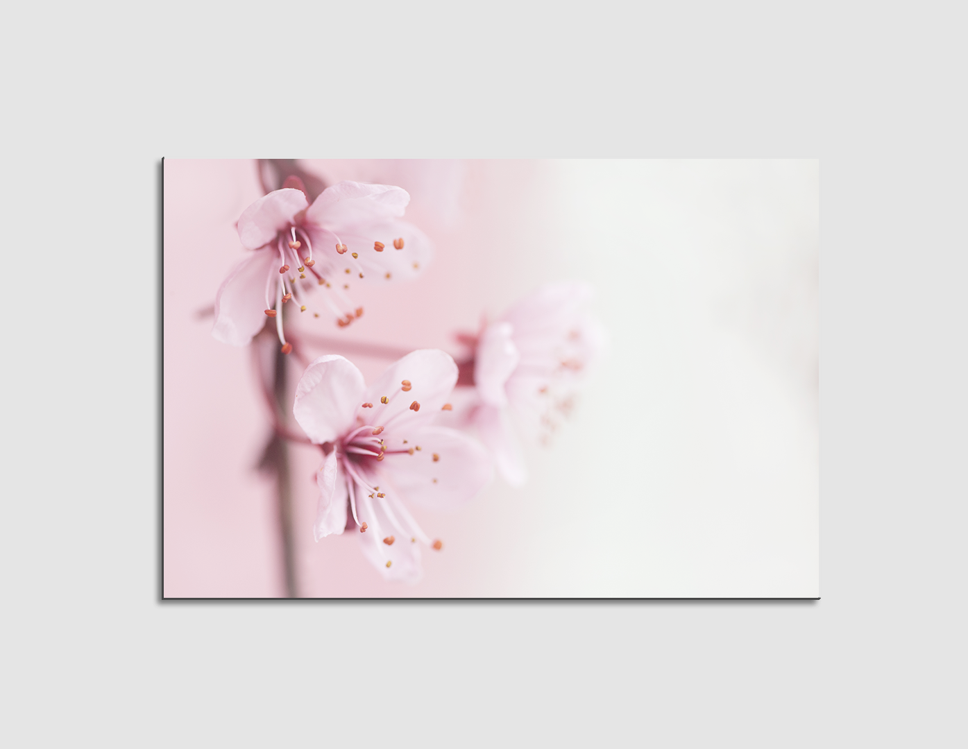 SAKURA ROSAS