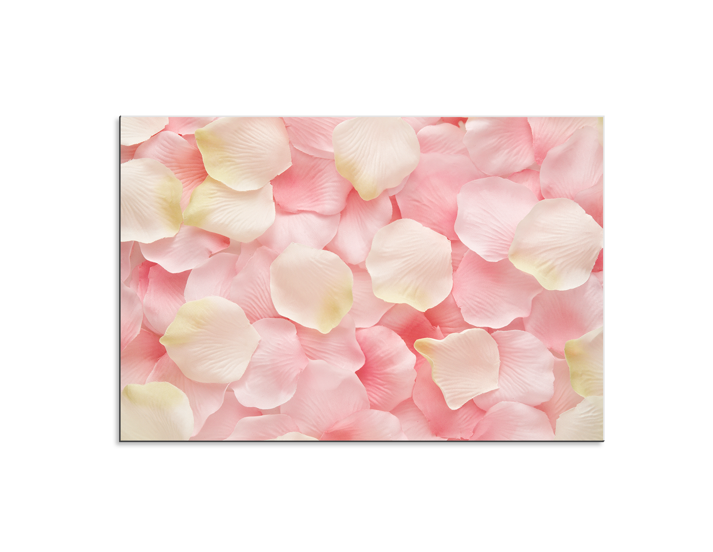 PÉATLOS ROSAS