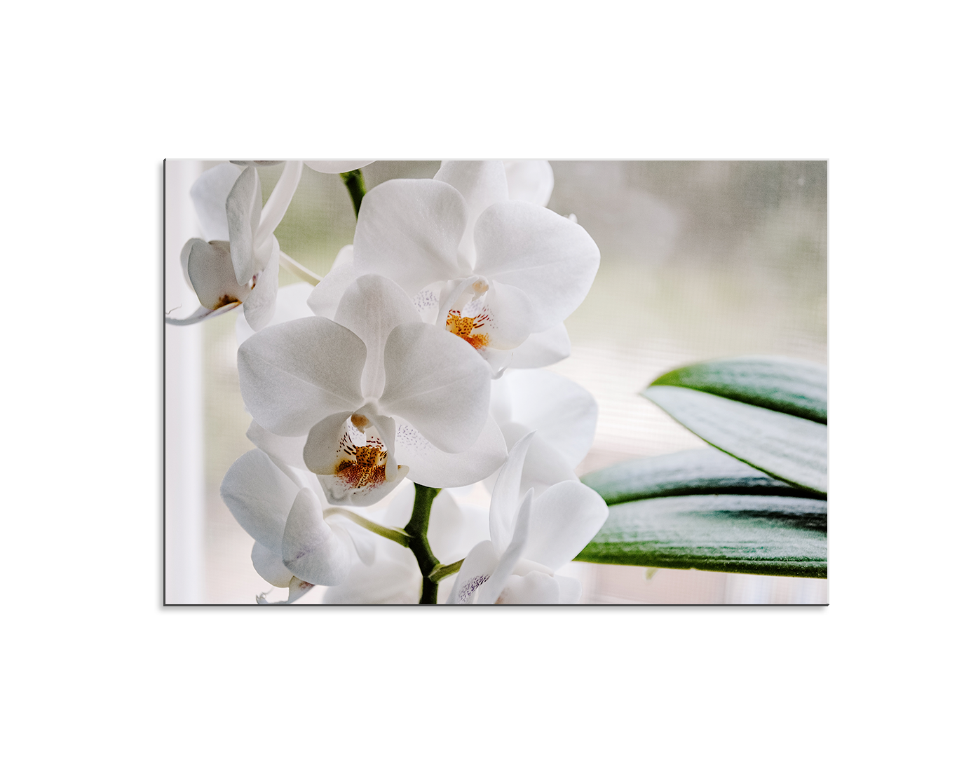 ORQUÍDEAS BLANCAS