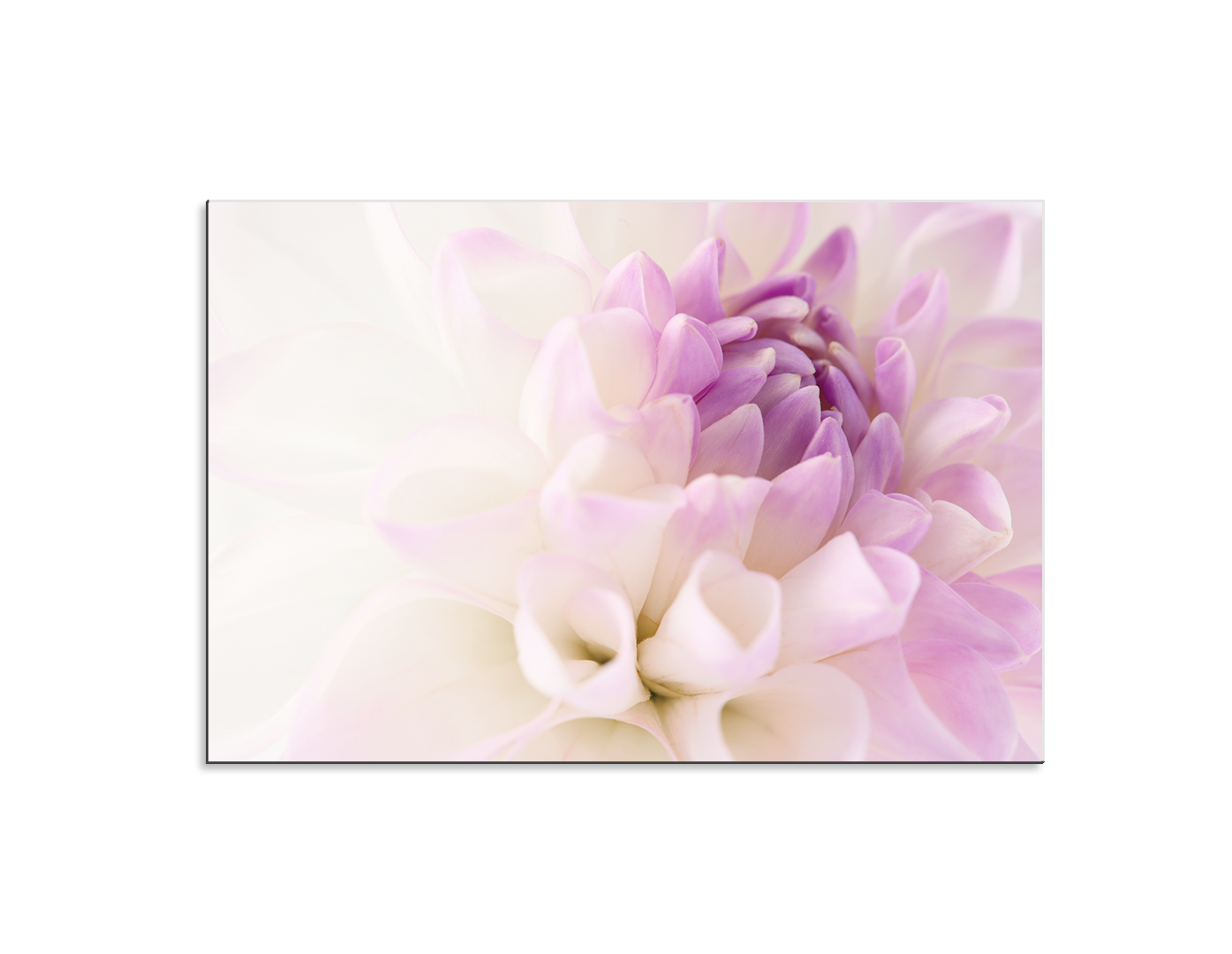 DAHLIA