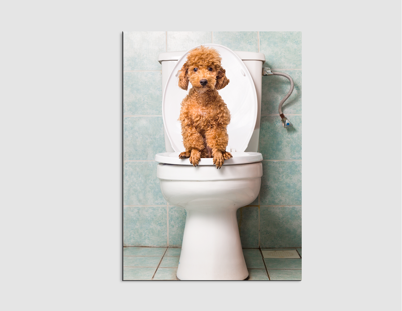 PODDLE EN EL BAÑO