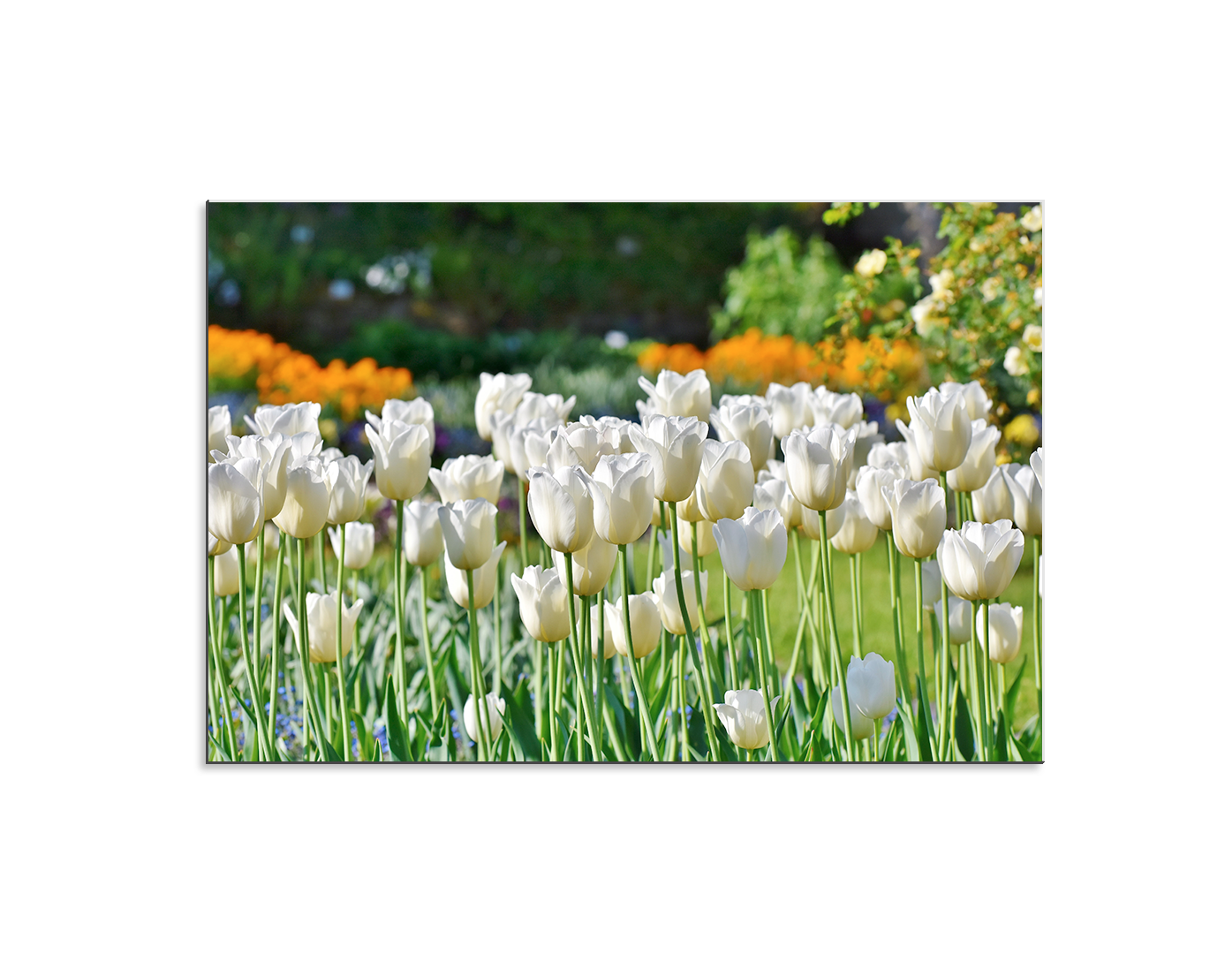 TULIPANES BLANCOS