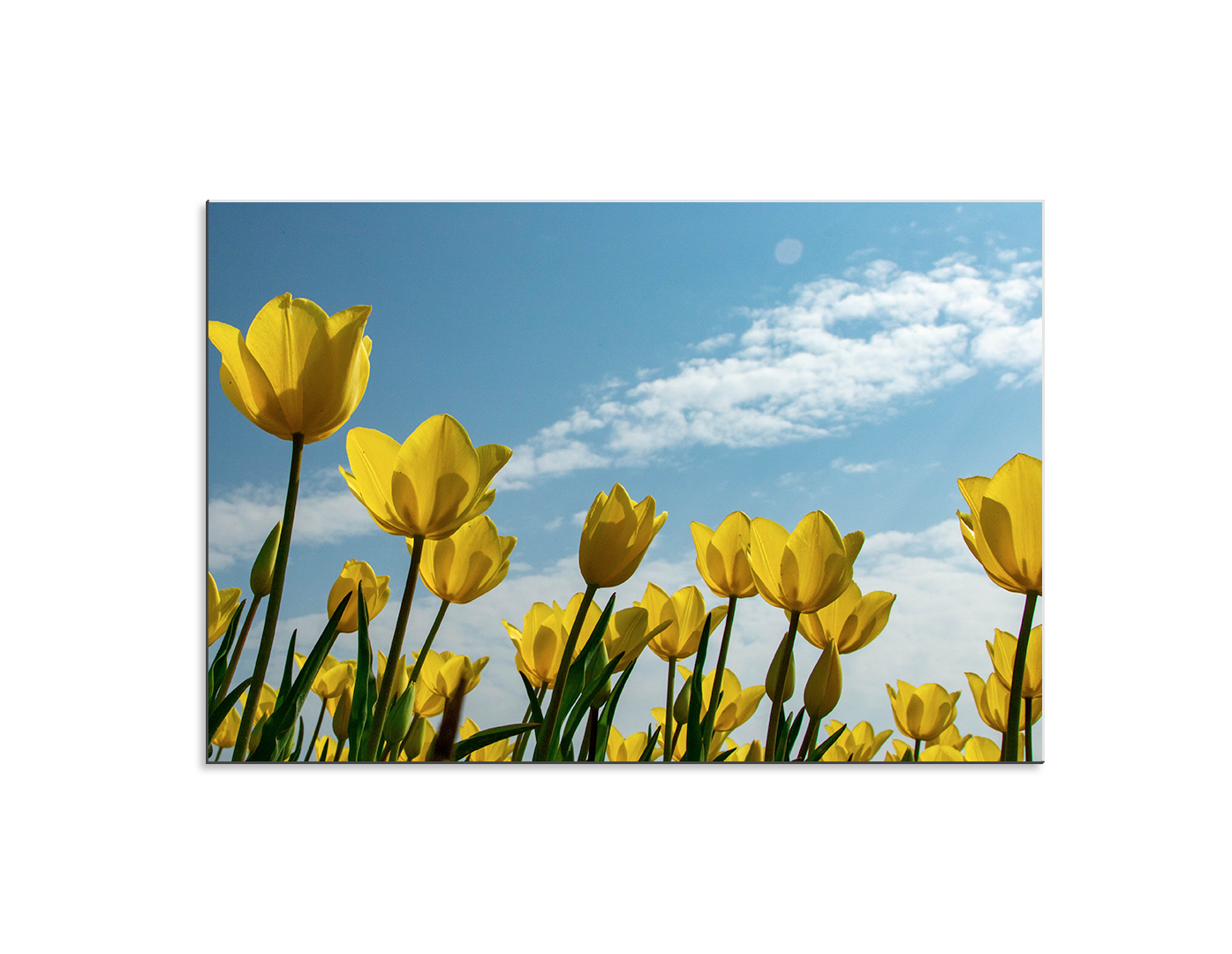 TULIPANES AMARILLOS