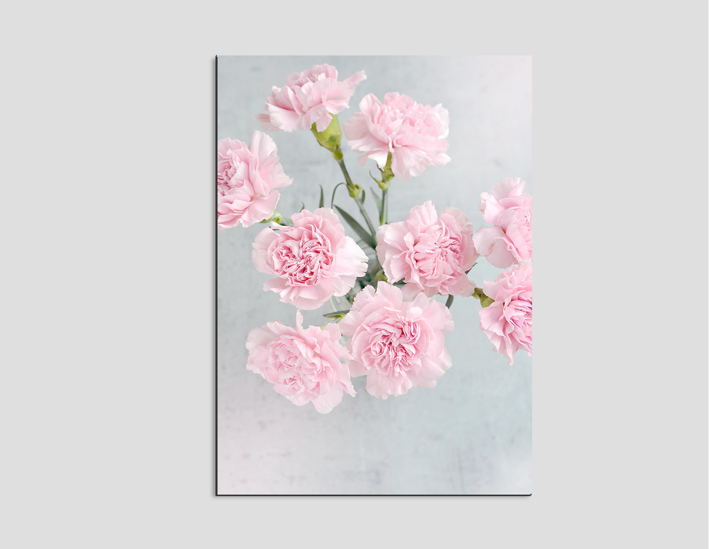 CLAVELES ROSAS