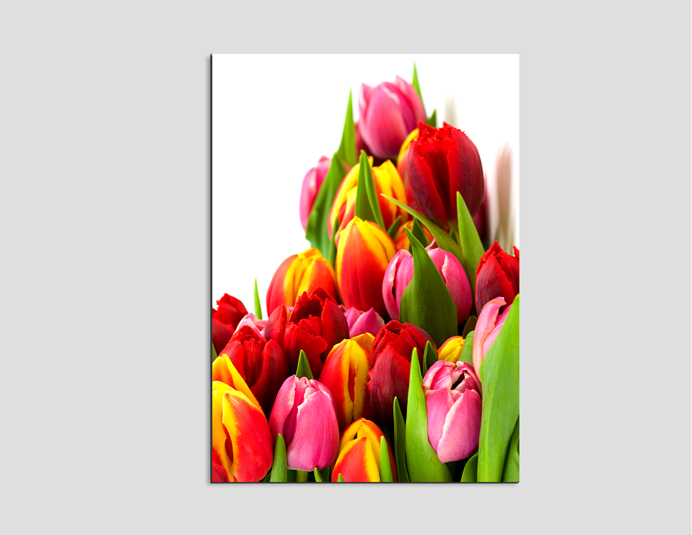 TULIPANES DE COLORES