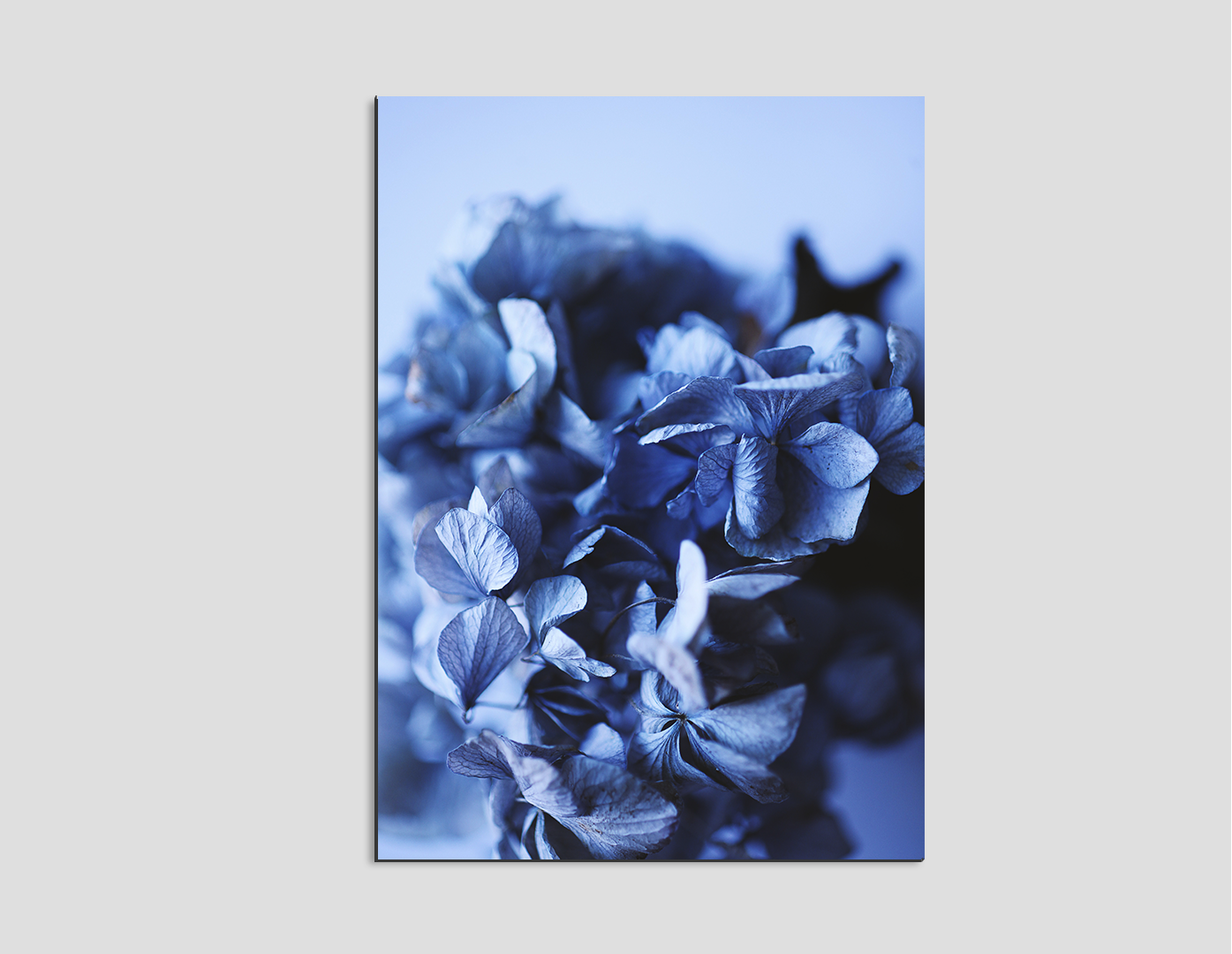 HORTENSIA