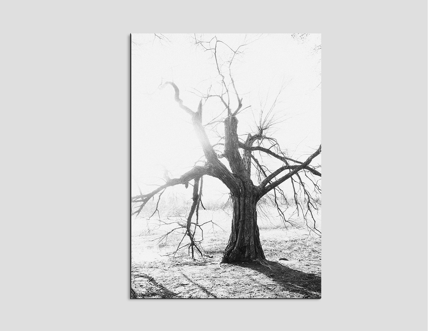 ÁRBOL SECO
