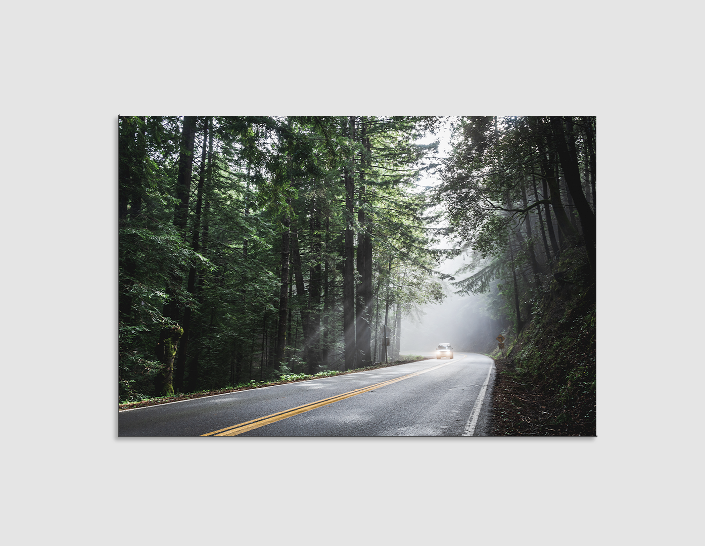 CARRETERA ENTRE PINOS