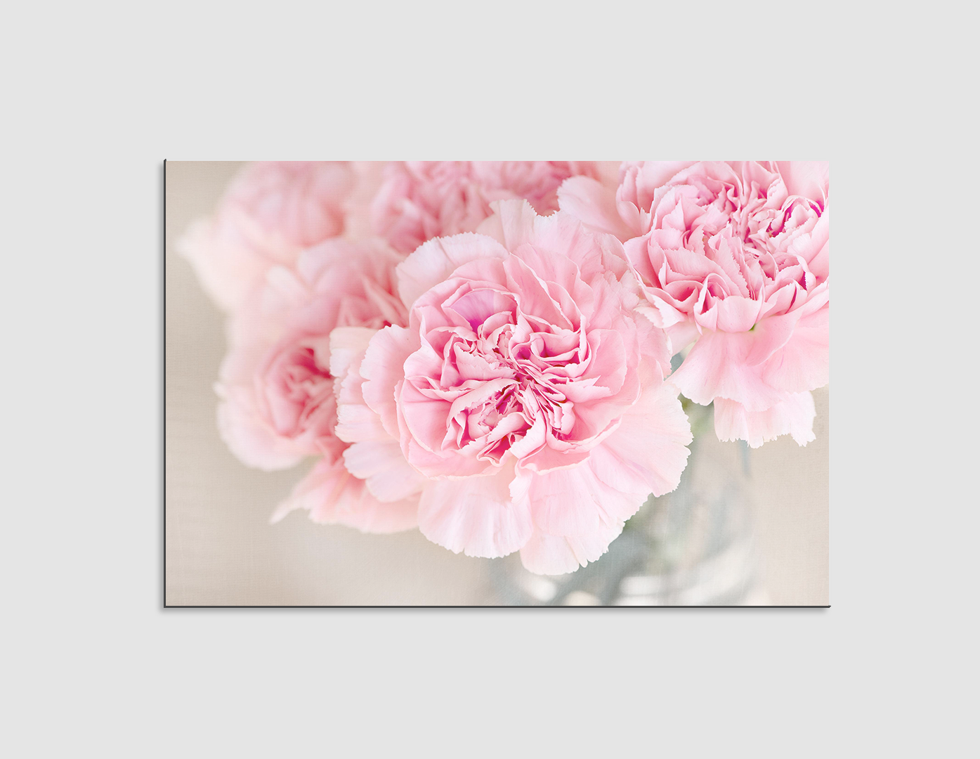 CLAVEL ROSA