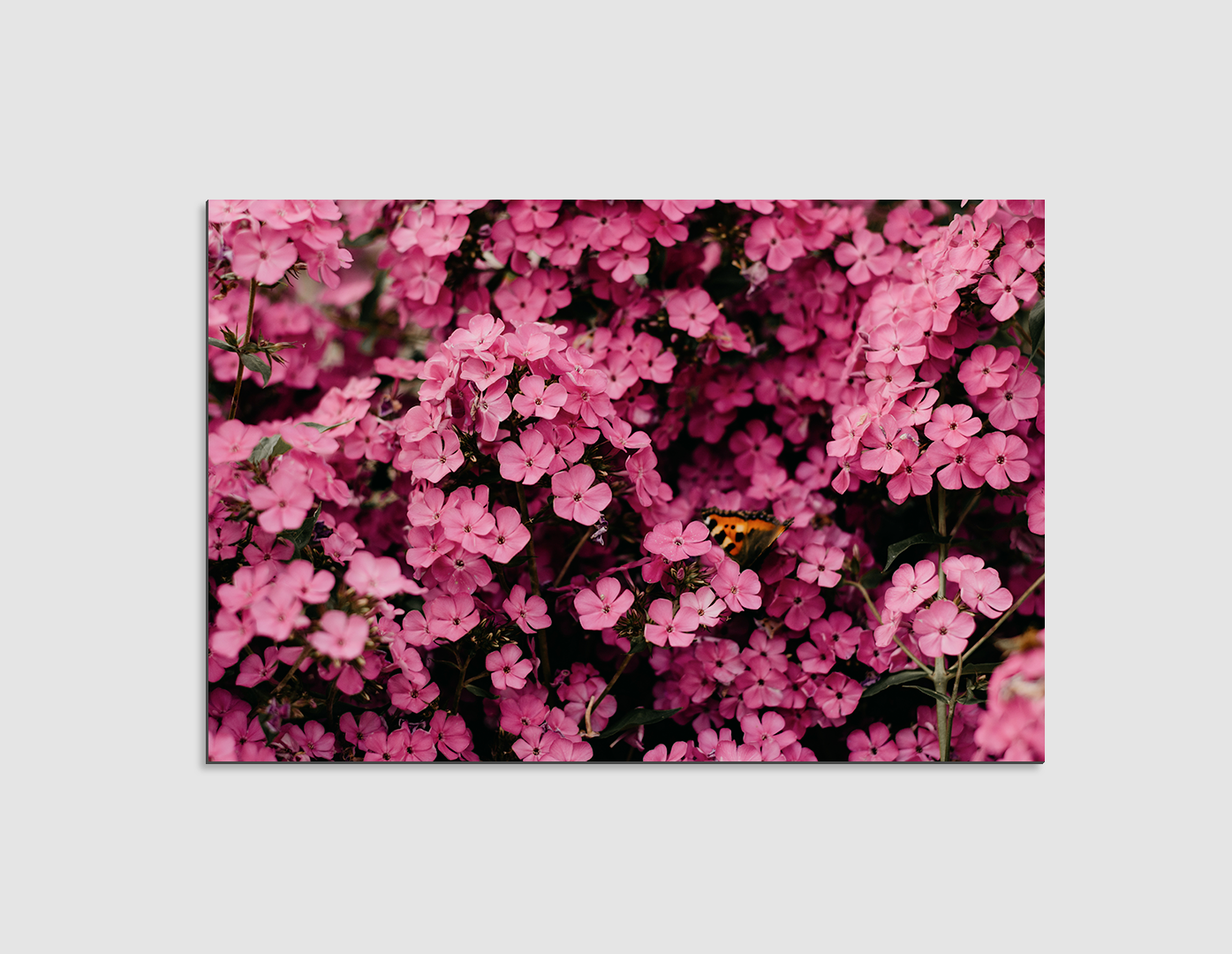 FLORES ROSADAS