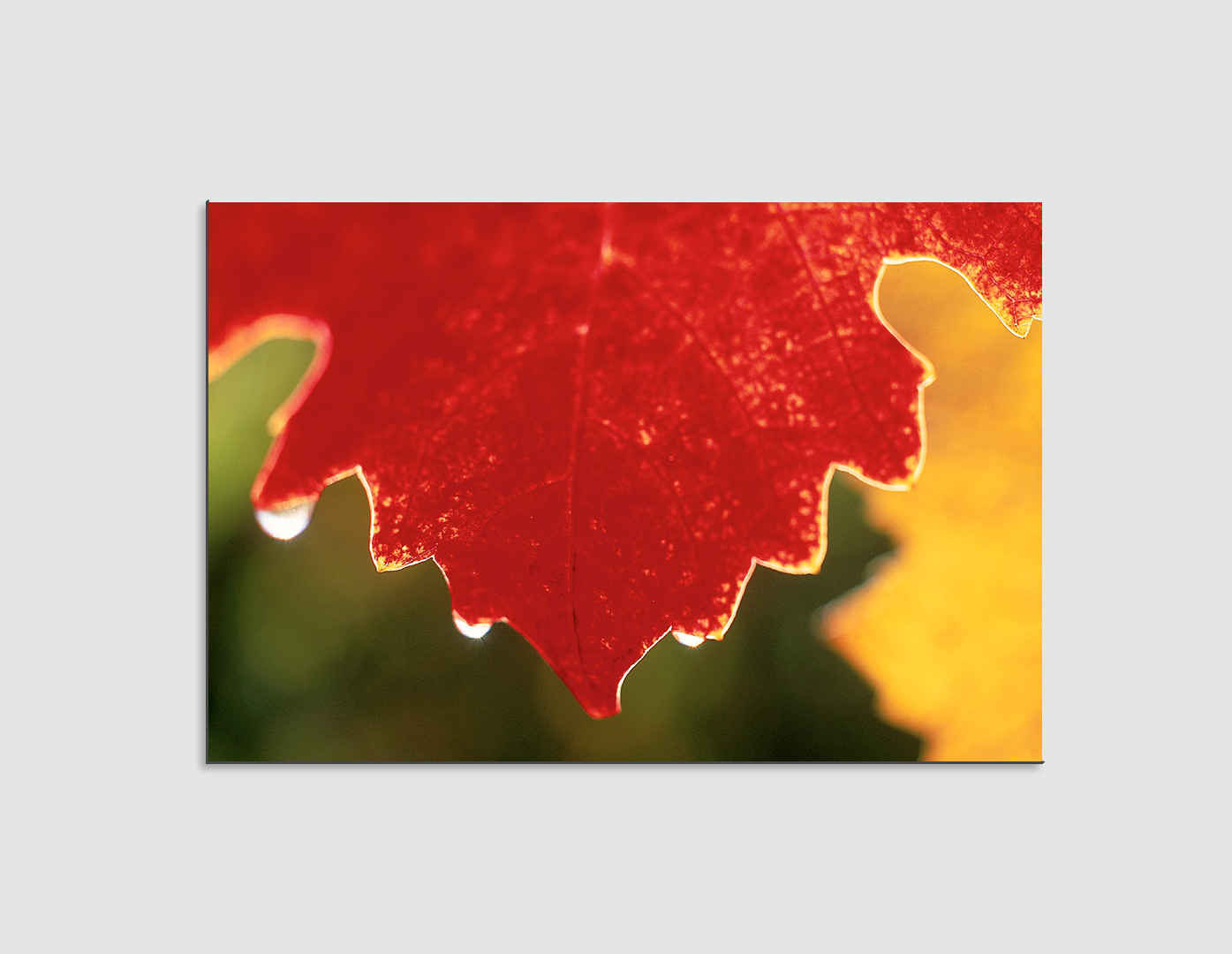 HOJA DE MAPLE