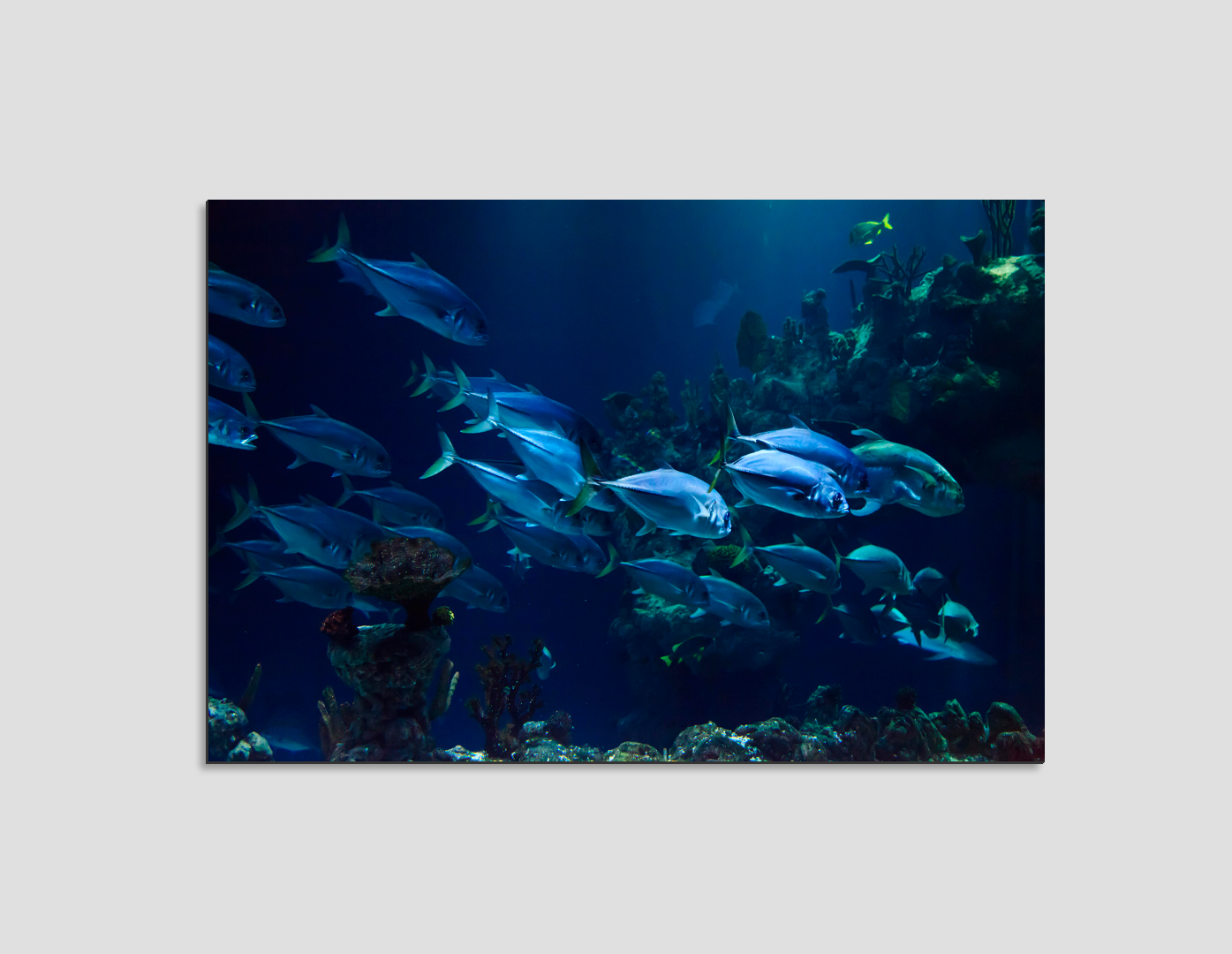 CARDUMEN DE PECES